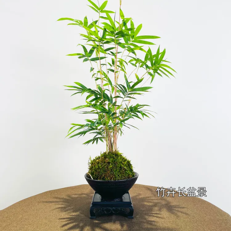 红观音竹盆栽带苔藓球室内桌面绿植好养易活水培植物
