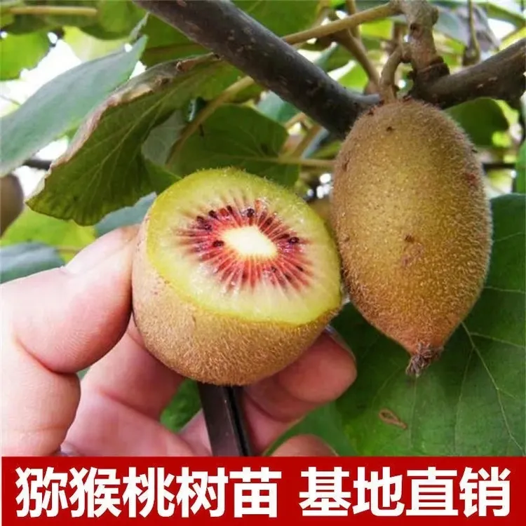 猕猴桃苗 盆栽地栽苗 南方北方种植果树苗猕猴桃树商品图