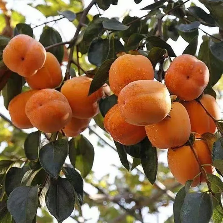 牛心柿子苗 贡柿 嫁接柿子树苗牛心柿子南方北方种植盆栽地栽包邮