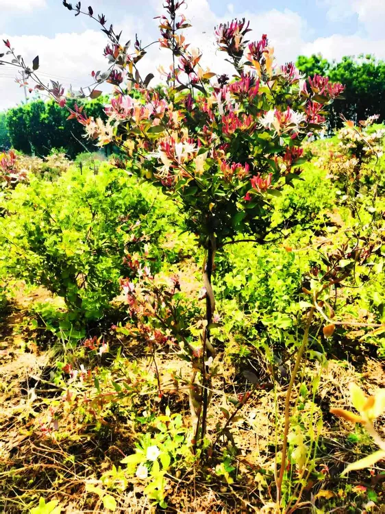 买一送一爬藤款多彩红色金银花可泡茶煲汤南北方都可种