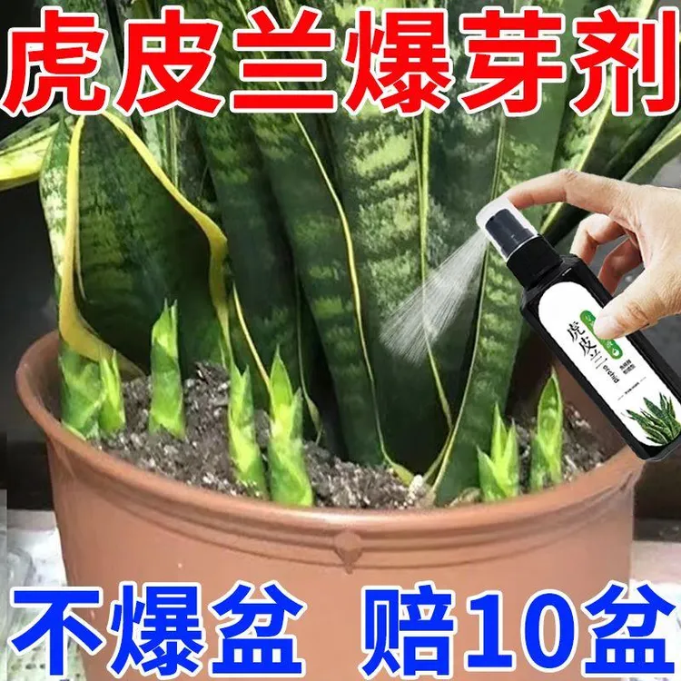 【发芽猛】虎皮兰专用肥料营养液增肥治黄叶烂根促生长通用型液体肥