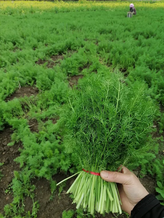 贵州高山农家自种茴香，现摘现发