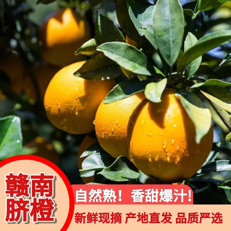 【源恋臻选】正宗赣南脐橙产地直发5-10斤当季新鲜水果皮薄香甜多汁