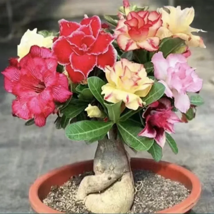 重瓣沙漠玫瑰苗一年花苗观花植物四季开室内绿植花卉盆栽