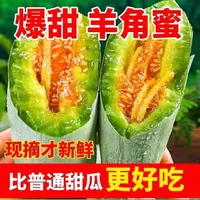 【爆脆甜】正宗羊角蜜甜瓜当季新鲜头茬孕妇水果香甜瓜博洋蜜瓜整箱