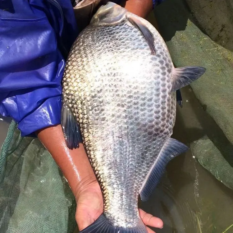 重庆渔场直发武昌鱼团头鲂鳊鱼 水族活体