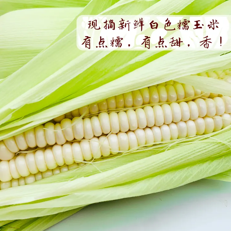 《顺丰空运》 新鲜玉米 带壳发货 露天种植现摘现发 白色糯玉米