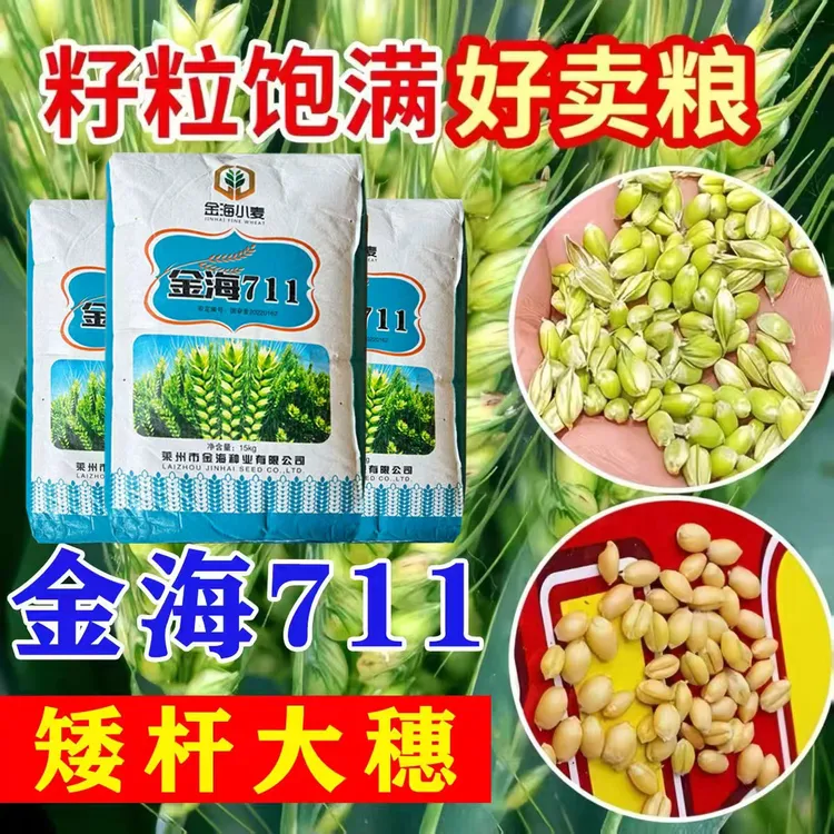 金海711种子农科院冬性高产稳产抗病耐寒耐旱抗冻种子当季新种