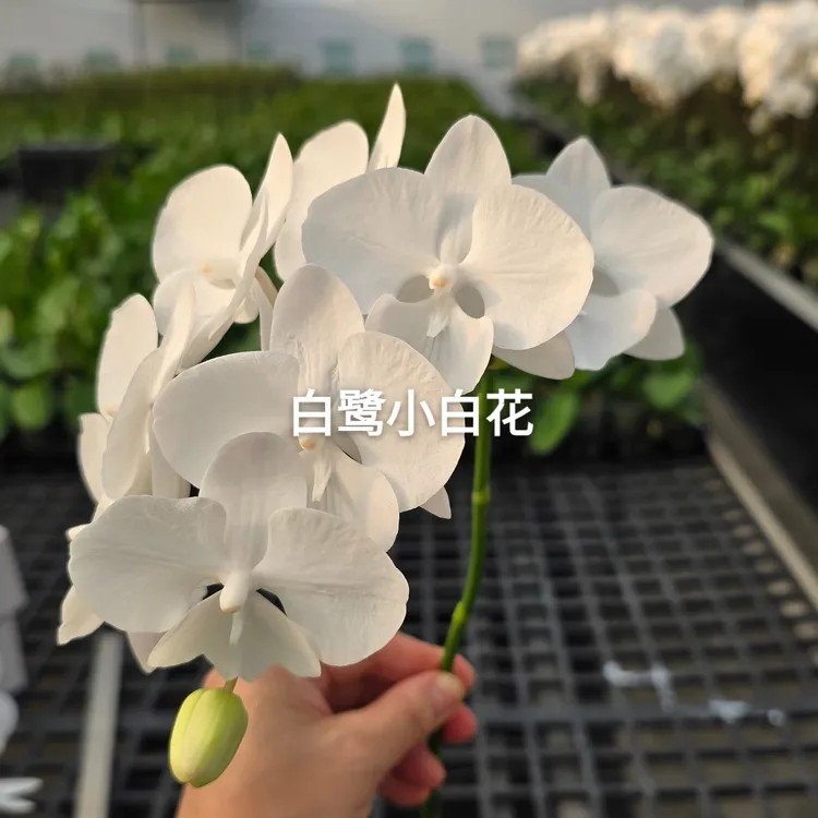蝴蝶兰白鹭小白花鲜切花A级5个花头起，全国不包冻坏，热坏售后