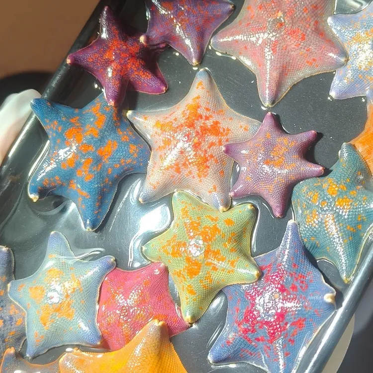 海燕海星迷你海洋生物桌面派大星饲养套装礼物宠物海星活的小海星