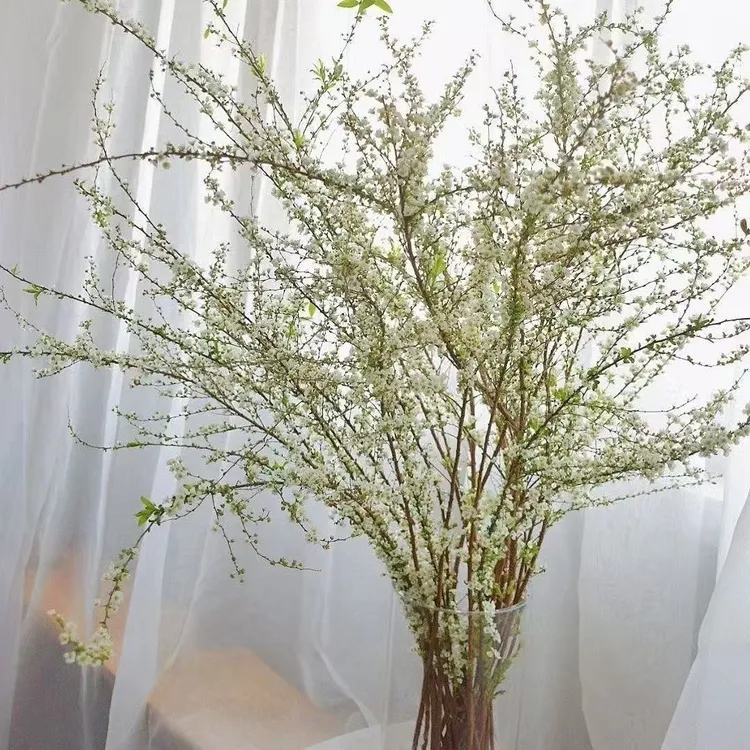 （带芽孢）干花雪柳鲜枝水养插花水培室内花卉开花盆栽绿植
