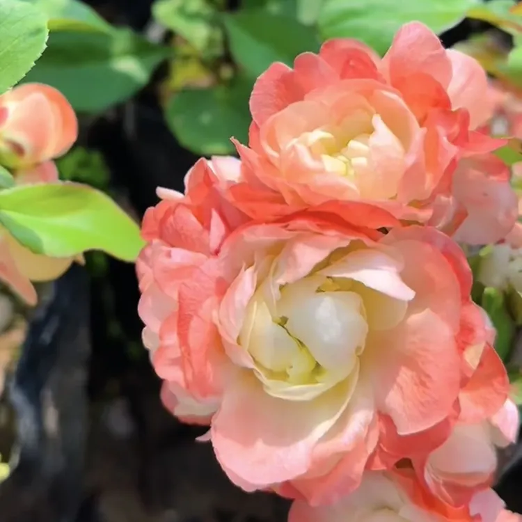 耐寒耐热好养活的(初心）海棠盆栽花卉