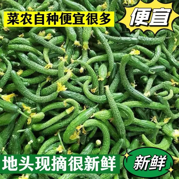 【贝亚芮优选】现摘小黄瓜扭脆嫩迷你小黄瓜可腌制可生吃