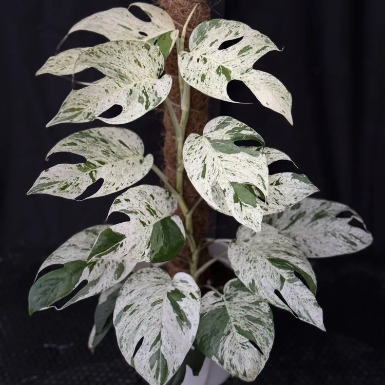 慢青时  薄荷麒麟尾锦南天星花叶爬藤植物室内ins网红四季常绿