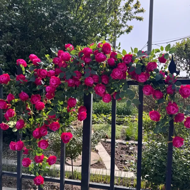 仿真玫瑰花蔷薇花藤条长条蔓藤绢花假花房顶暖气管道假花仿真花