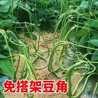 【全店满五包包邮】无架长豆角豇豆种子