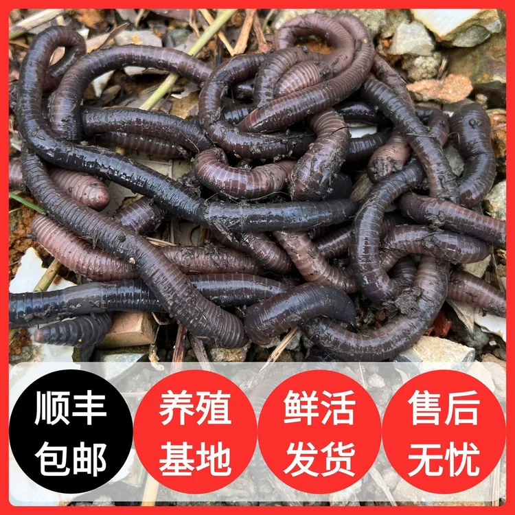 广地龙黑蚯蚓下地笼逮黄鳝可钓黄鳝鲶鱼青鱼等大鱼