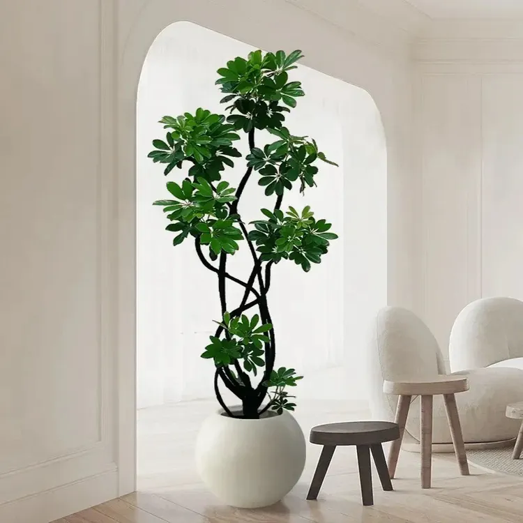 鸭脚木七叶莲寓意八方来财室内好养绿植大型盆栽吸甲醛净化空气