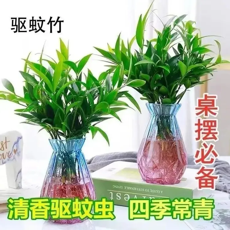 驱蚊竹柏水培植物室内水养绿植花卉盆栽办公室四季客厅竹柏竹柏苗