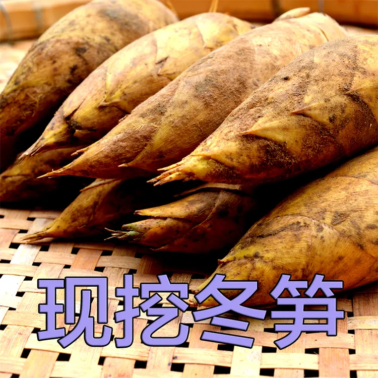 福建新鲜春笋2025现挖现发野生冬笋带壳新鲜竹笋子黄泥毛竹笋包邮