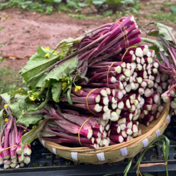 贵州威宁高海拔农家种植红菜苔