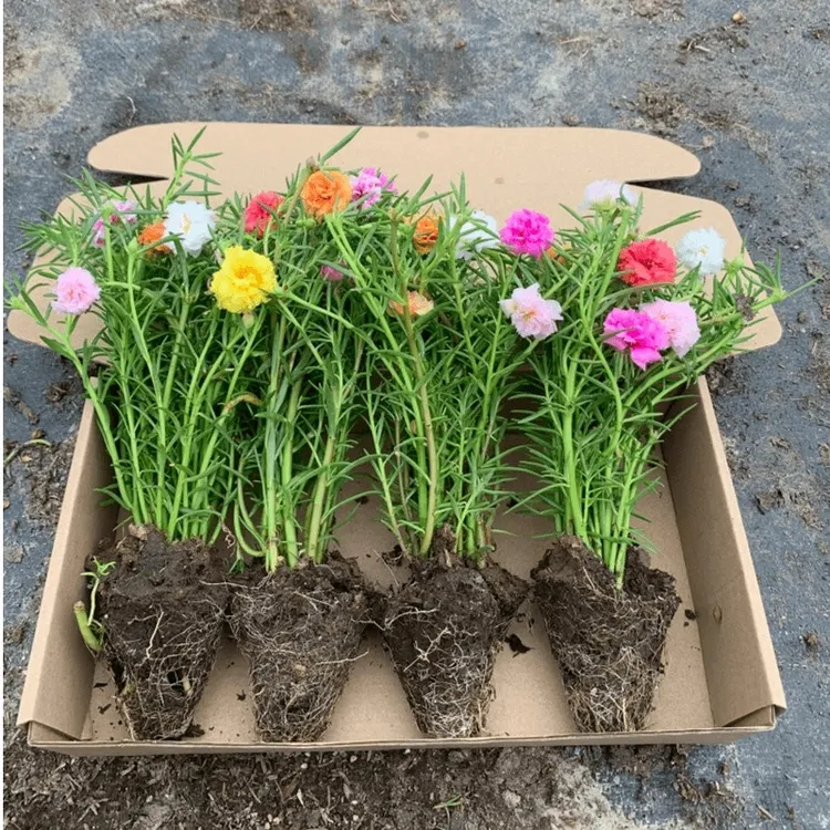 混色多年生重瓣太阳花苗好养庭院阳台花卉绿植基地夏季耐高温花卉