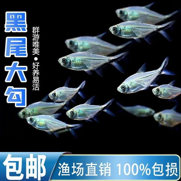 黑尾大勾群游活体草缸小型热带淡水灯科混养桌面鱼桌面鱼观赏鱼