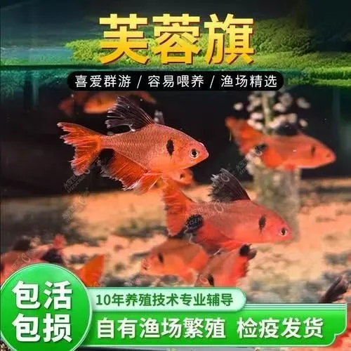 玫瑰扯旗鱼活体热带鱼群游观赏鱼易饲养适合新手草缸混养