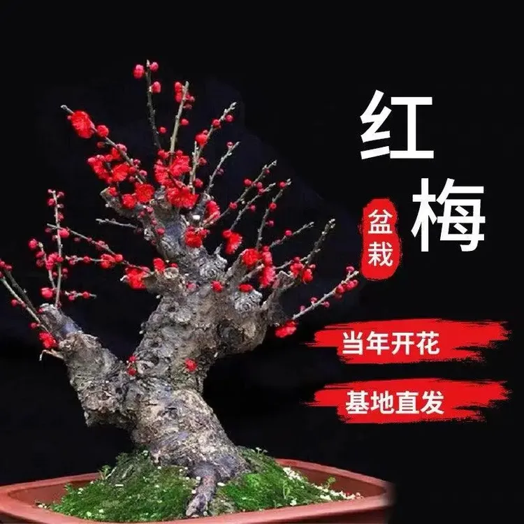 【买一送一】精品梅花耐寒带芽花苗浓香梅花盆地栽苗室内外腊梅花卉