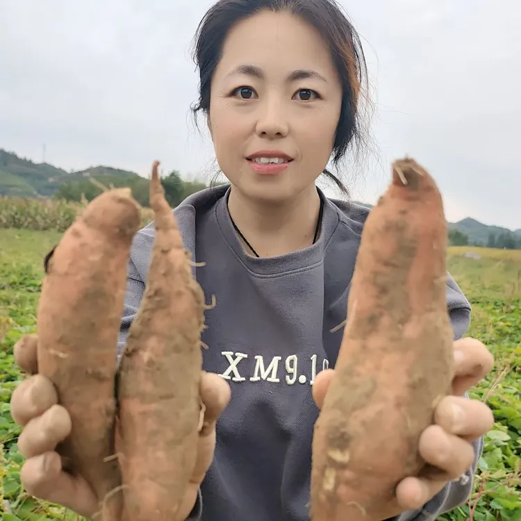 陕北米脂山地种植新鲜现挖红薯软糯香甜