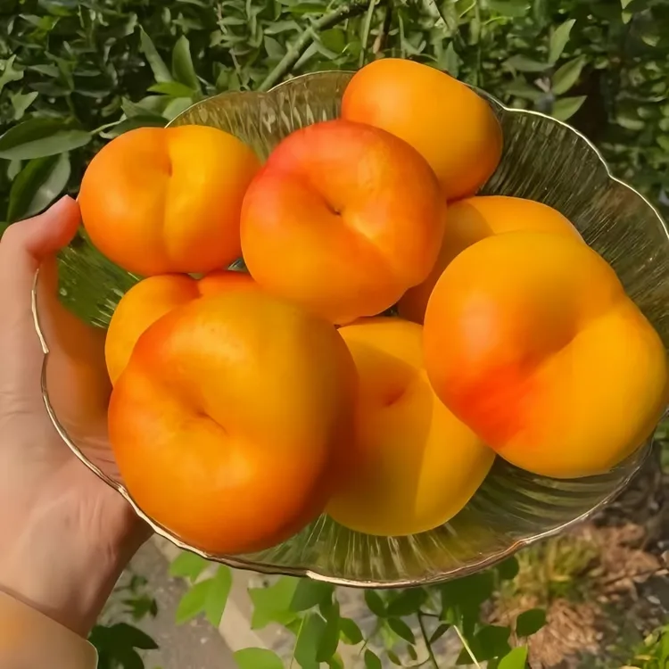 蟠桃黄肉油桃新鲜当季桃子果园现摘现发脆甜彩虹油蟠桃