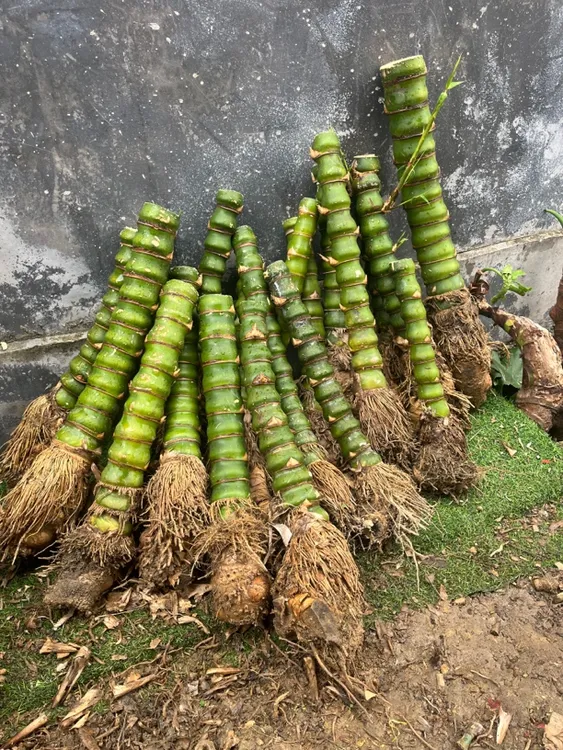 佛肚竹矮霸桩高30至50厘米