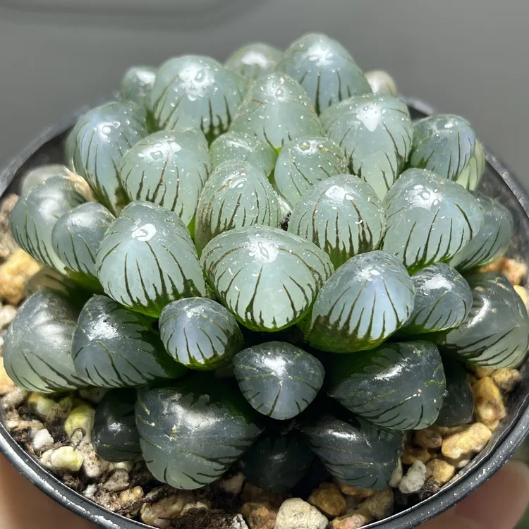 高级冰灯玉露一物一拍多肉植物办公室桌面美观盆栽花卉带盆土
