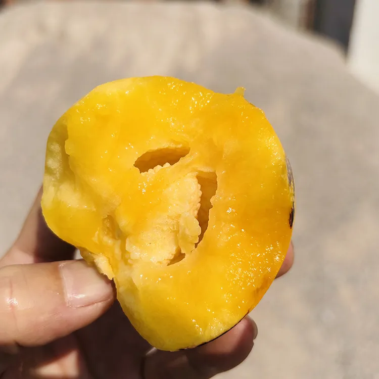 【云果滇香】特大~云南人参果自然熟奶香爆汁新鲜水果黄芯黄肉清甜