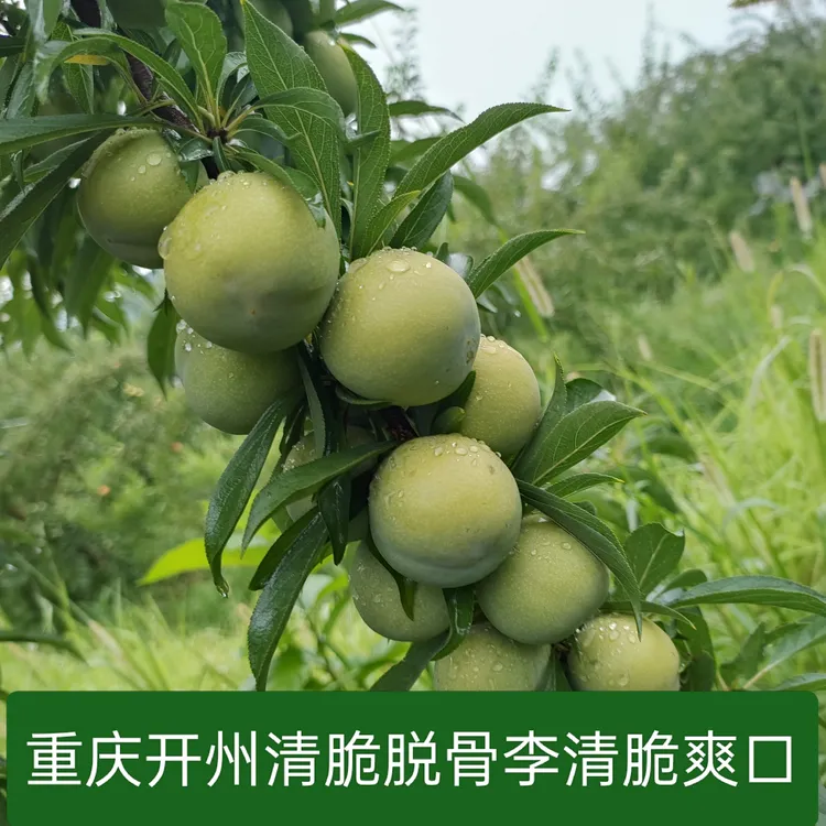 重庆开州脱骨李应季水果清脆爽口新鲜采摘包邮