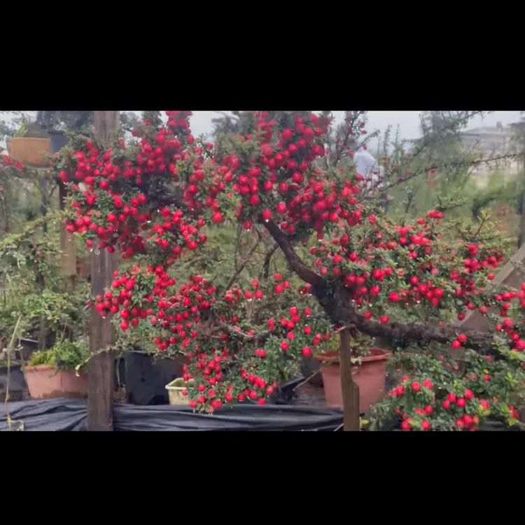 白花/红花米叶珍珠荀子四季长青不落叶不落果