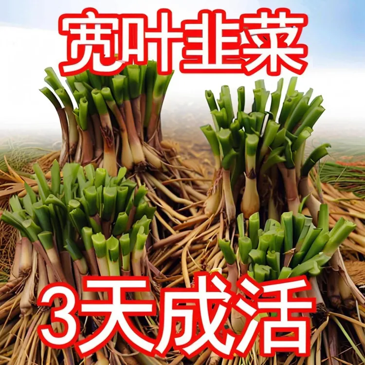 韭菜根宽叶韭菜根苗现挖头茬粗根韭菜根苗本地季可种适合阳台盆栽