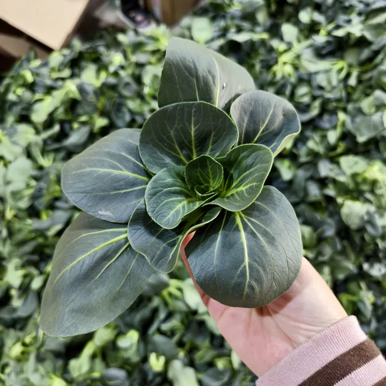 顺丰包邮4斤装苏州青江苏发货