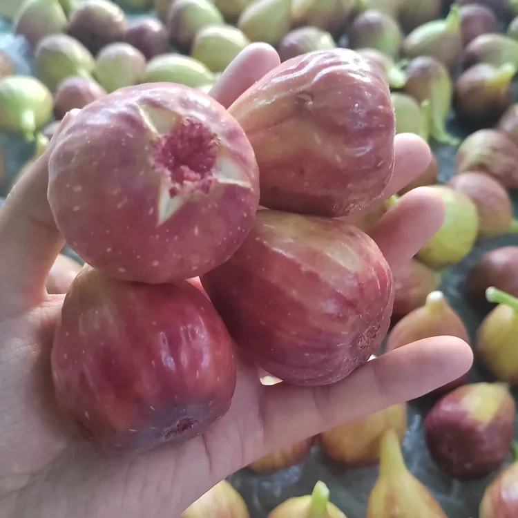 北京无花果当季新鲜5斤装