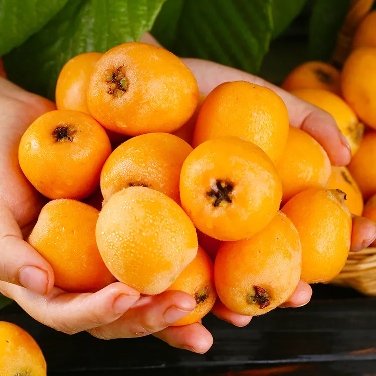 顺丰快递四川攀枝花米易高山树熟大五星枇杷 【1/2/3】