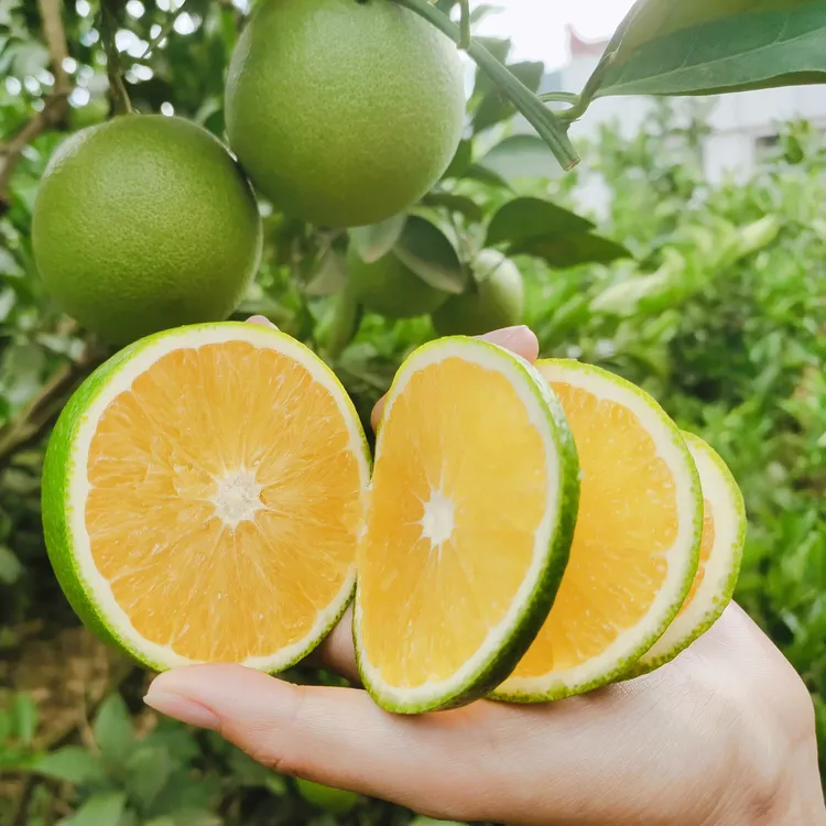 我是不白吃云南哀牢山青皮冰糖橙新鲜应季水果清甜多汁现摘现发
