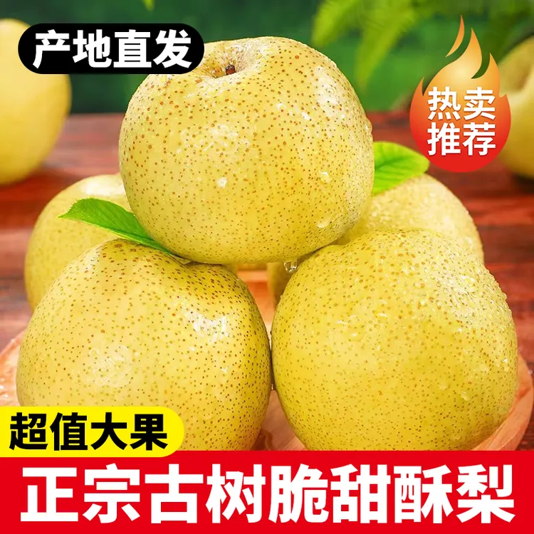 阿海推荐【2025现摘】河北新鲜酥梨  颗颗饱满甜蜜多汁生津止渴/现摘酥梨A6