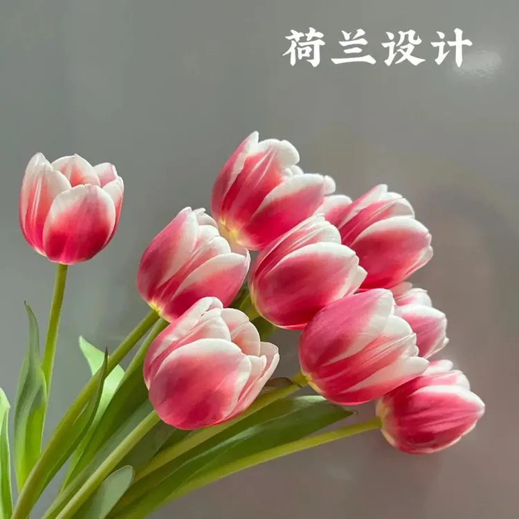 【室外郁金香12 自然球】荷兰进口稀有品种新手阳台地栽好养活盆栽