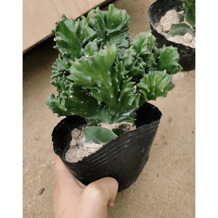 玉麒麟盆栽绿植花卉多肉