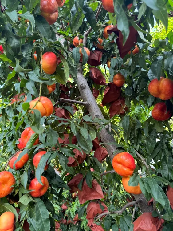 【顺丰】现摘现发 山东彩虹油蟠桃香甜多汁新鲜夏日应季水果