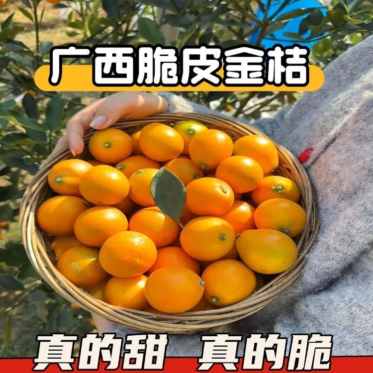 广西脆皮金桔鲜果新鲜应季水果纯甜不酸现摘现发【顺丰快递1斤装】