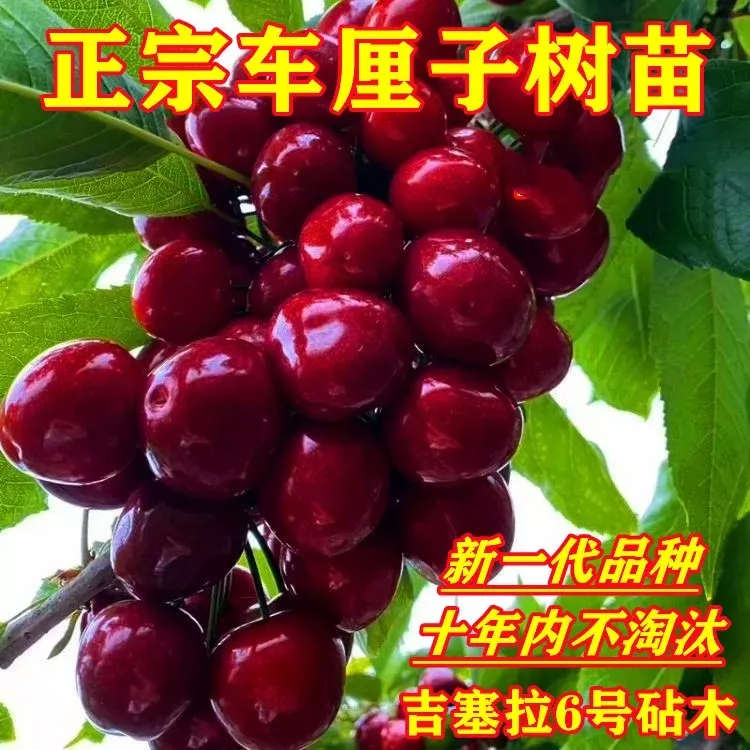 【一树一拍】车厘子树苗大樱桃苗黑珍珠桑提娜盆栽地栽南北方种植