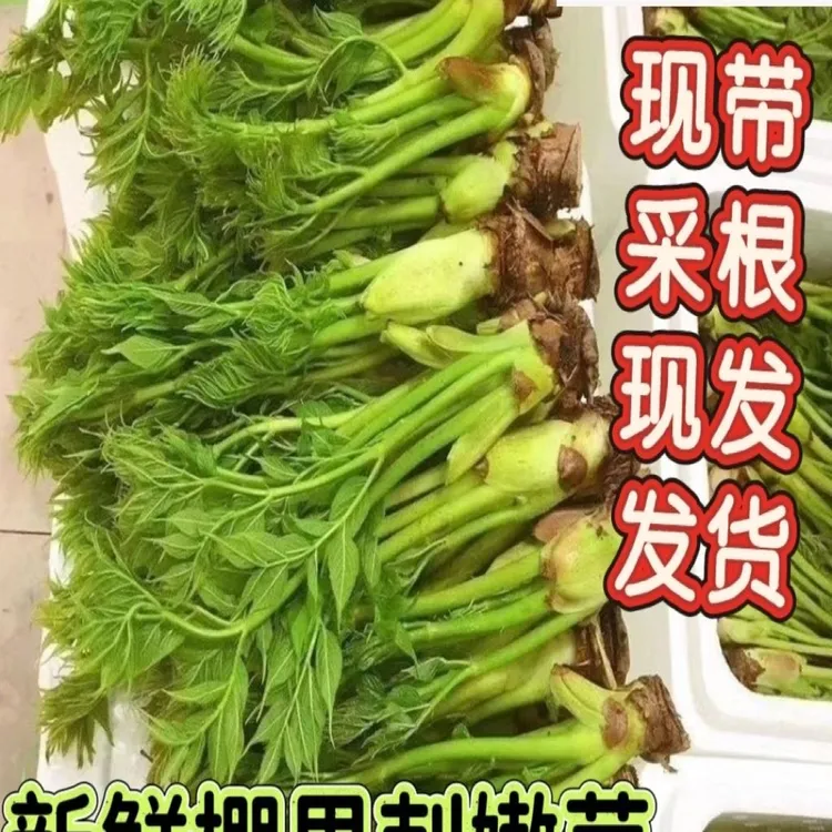 东北特产新鲜刺嫩芽大棚刺嫩芽带根刺龙芽刺老芽山野菜刺老包顺丰