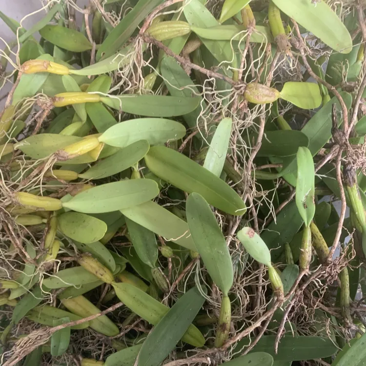 新鲜单叶石橄榄特产煲汤炖汤鸡煲营养丰富食材