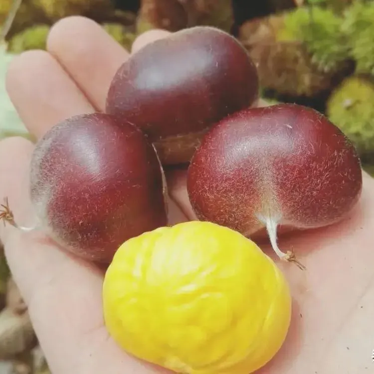 信阳板栗2025鲜嫩板栗刺球带壳新鲜栗子油栗农家特产白皮板栗栗仁